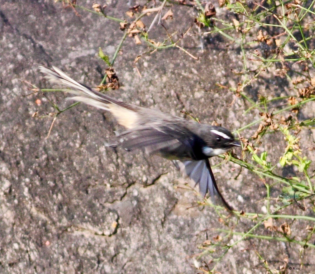 Spot-breasted Fantail - ML182746581