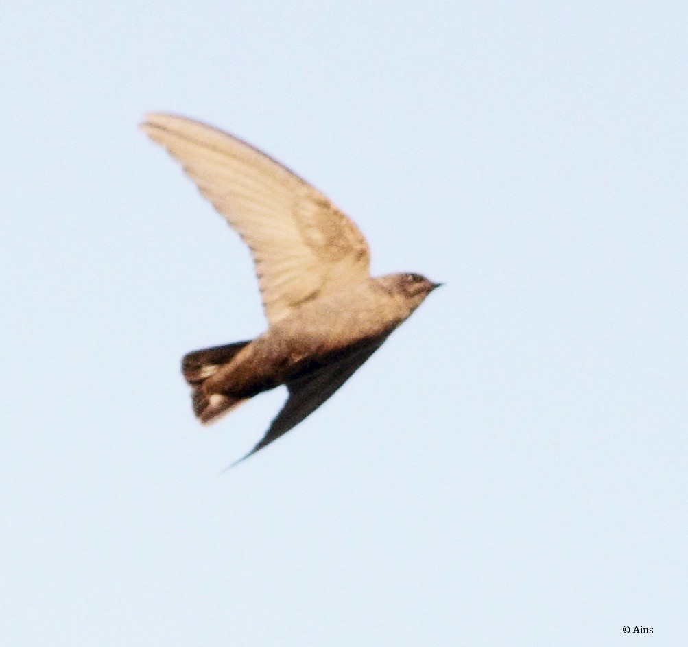 Dusky Crag-Martin - ML182746741