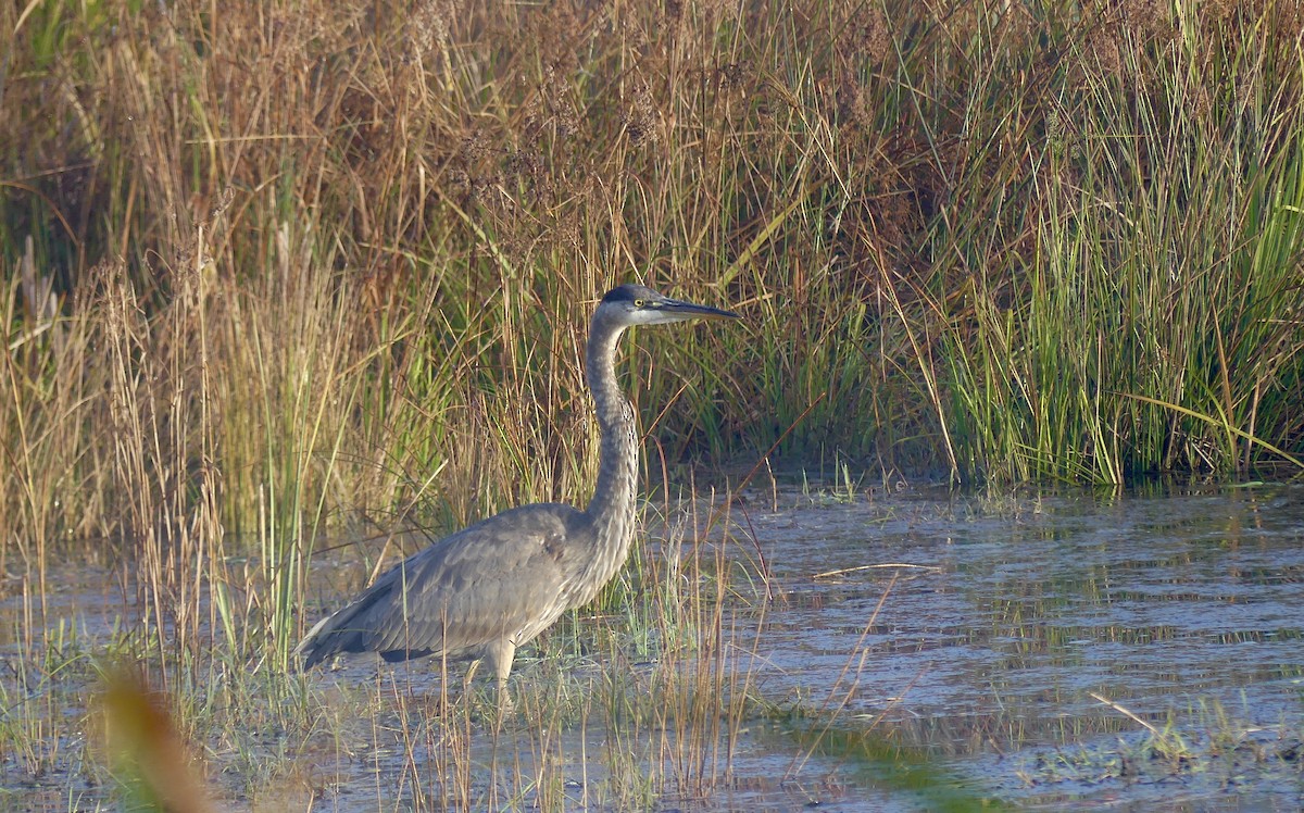 Great Blue Heron - Laura Blutstein