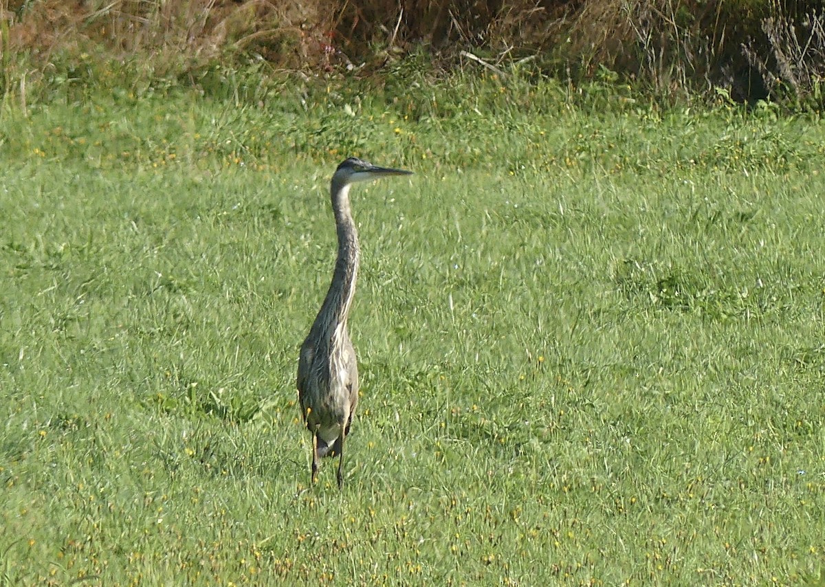 Great Blue Heron - Laura Blutstein