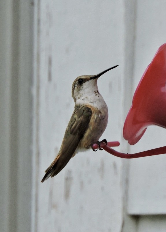 Rufous Hummingbird - ML182748091