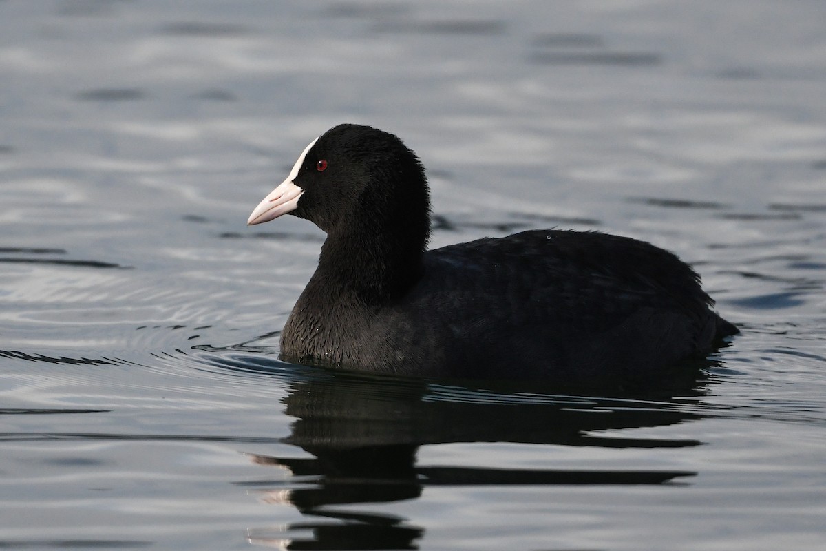 Eurasian Coot - Maryse Neukomm