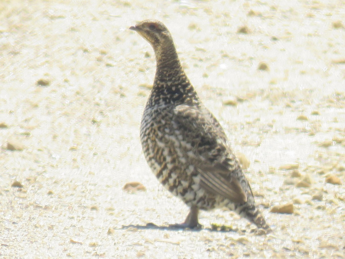 Spruce Grouse - ML182751791