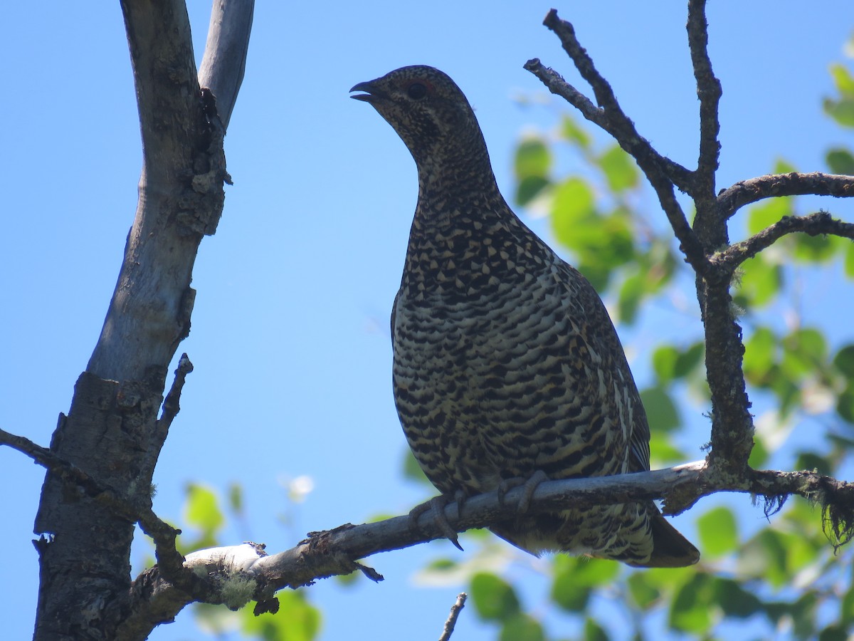 Spruce Grouse - ML182751841