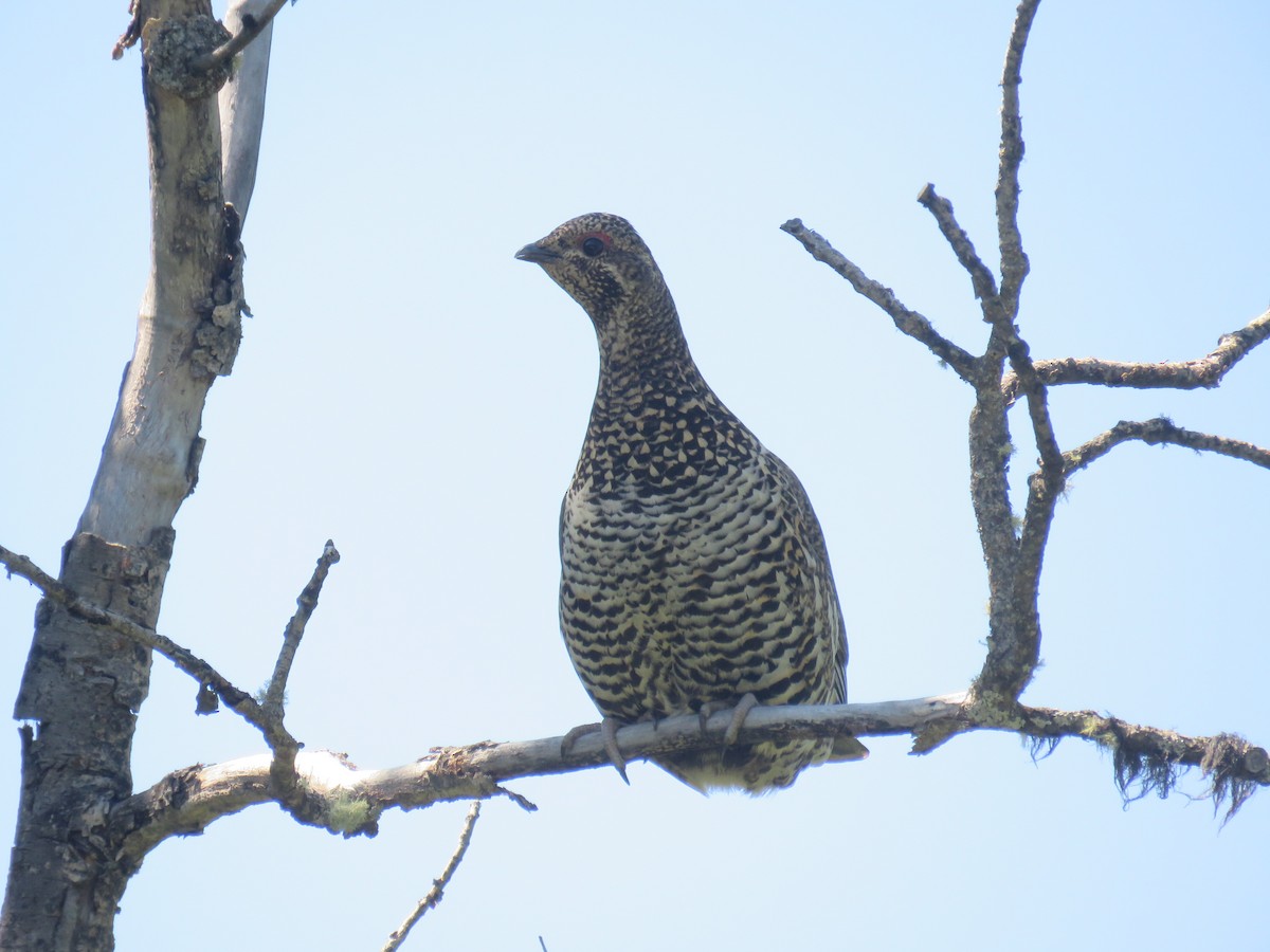 Spruce Grouse - ML182752131