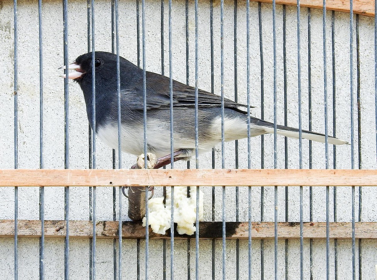 Dark-eyed Junco (Slate-colored) - ML182755131