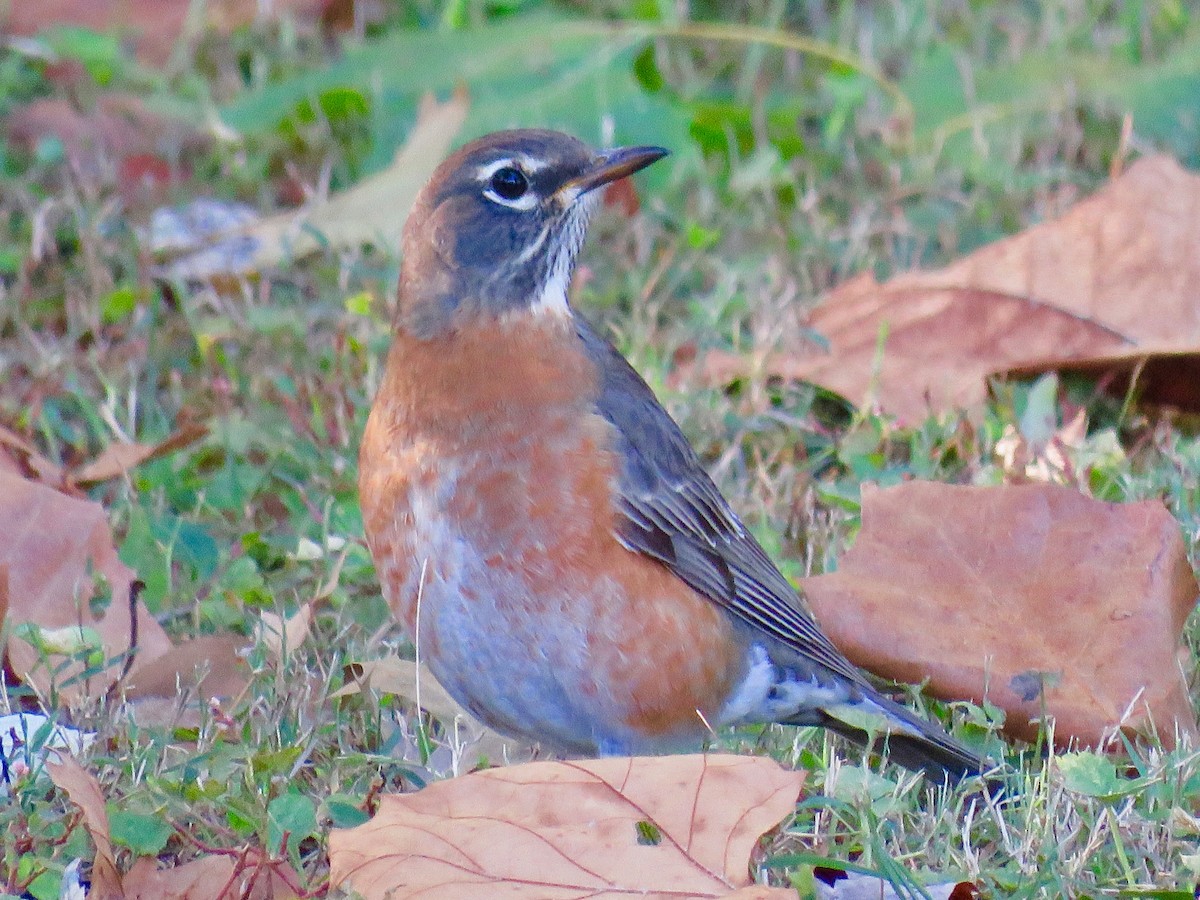 American Robin - michele ramsey