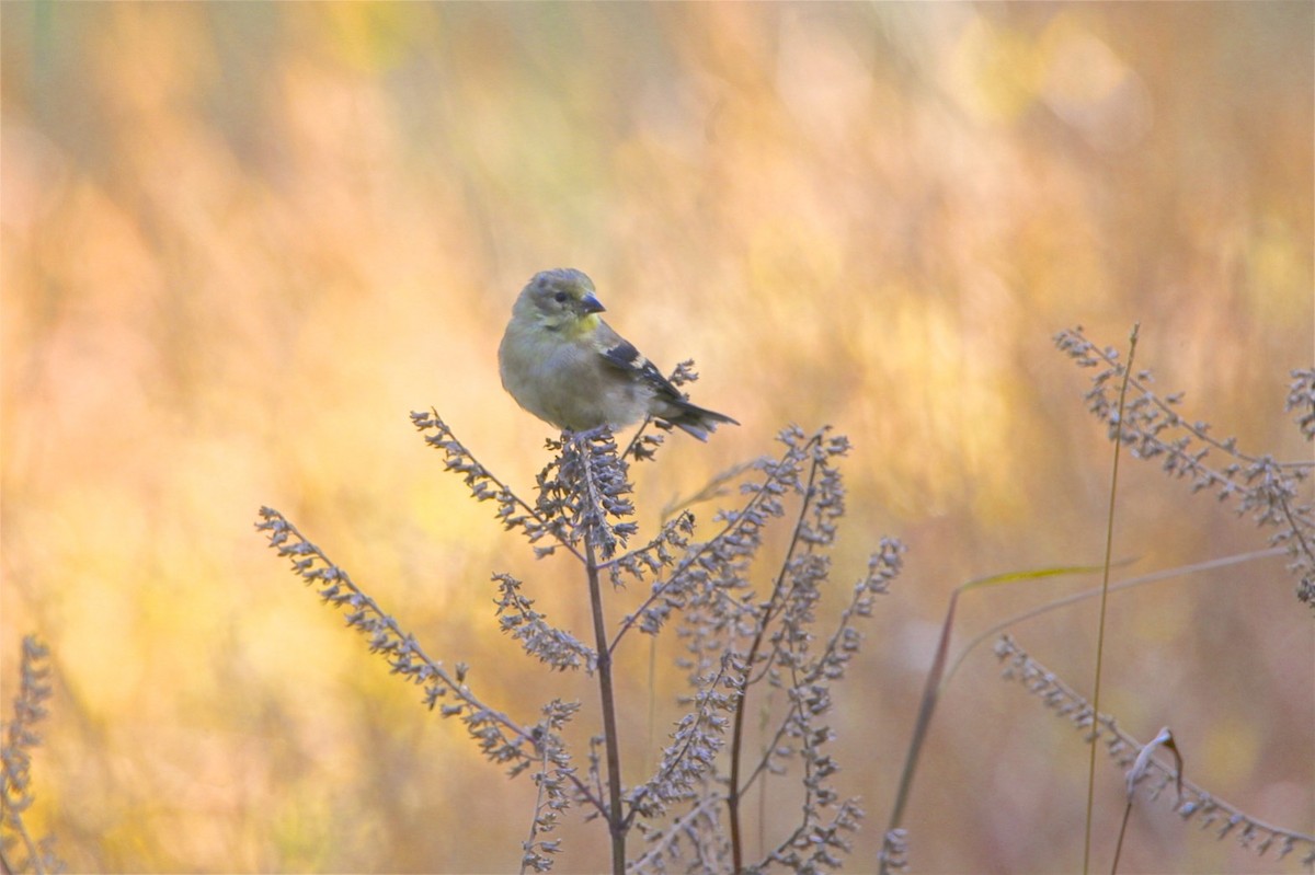 American Goldfinch - Vickie Baily