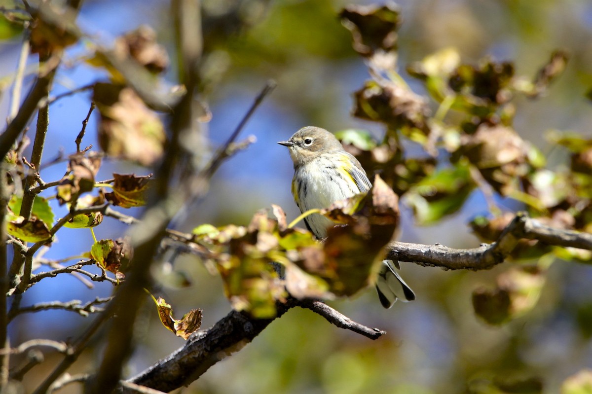 Yellow-rumped Warbler - ML182756101