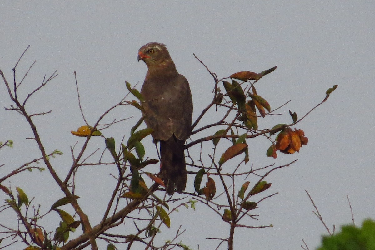 Dark Chanting-Goshawk - ML182758941