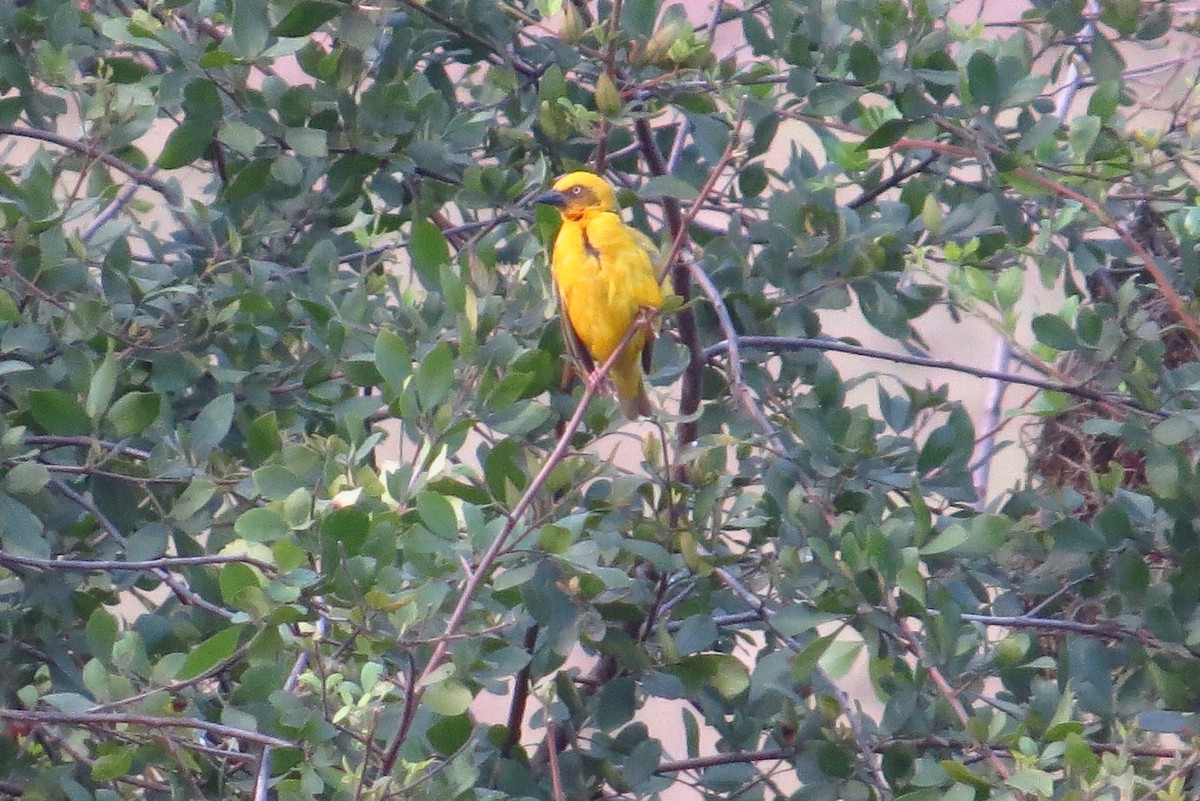 Bocage's Weaver - ML182759151