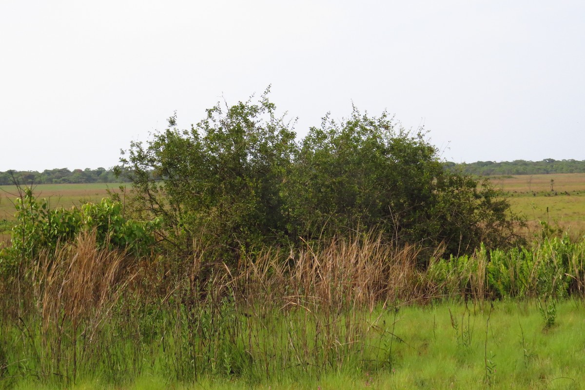 Bocage's Weaver - Gabriel Jamie