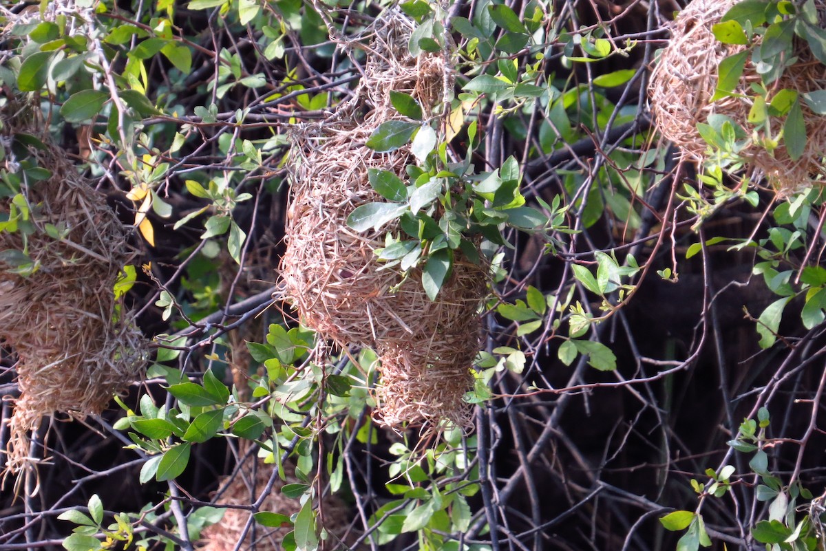 Bocage's Weaver - Gabriel Jamie