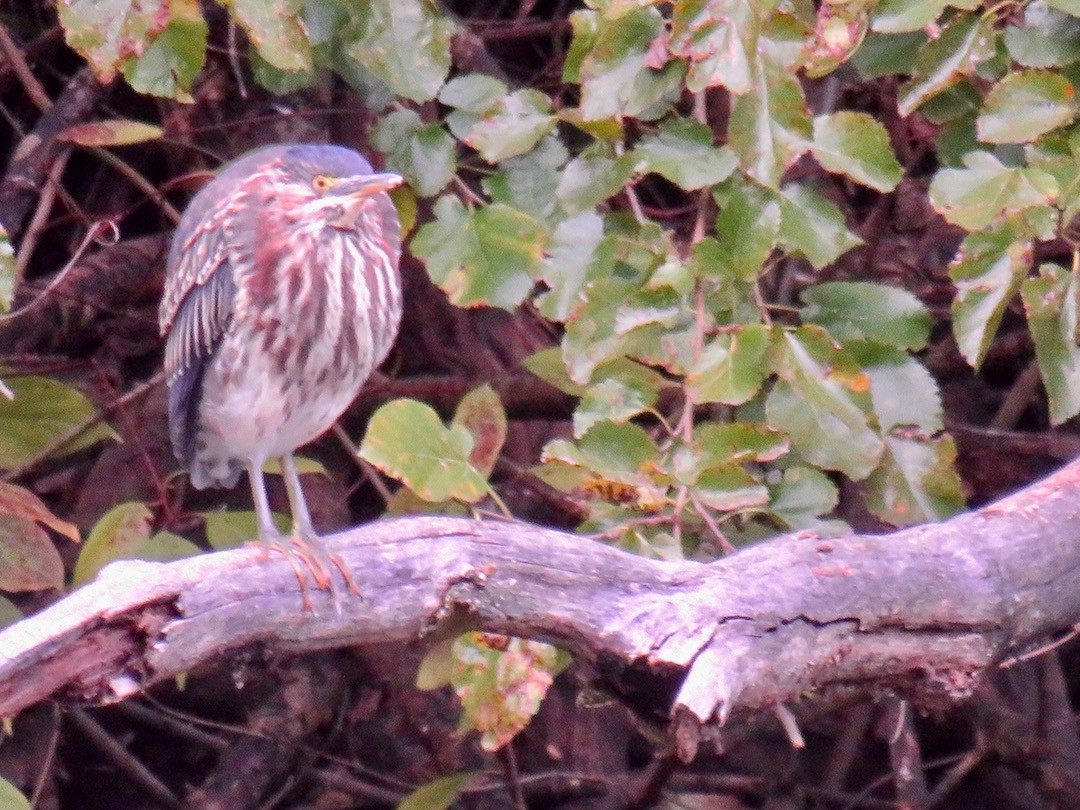 Green Heron - ML182760921