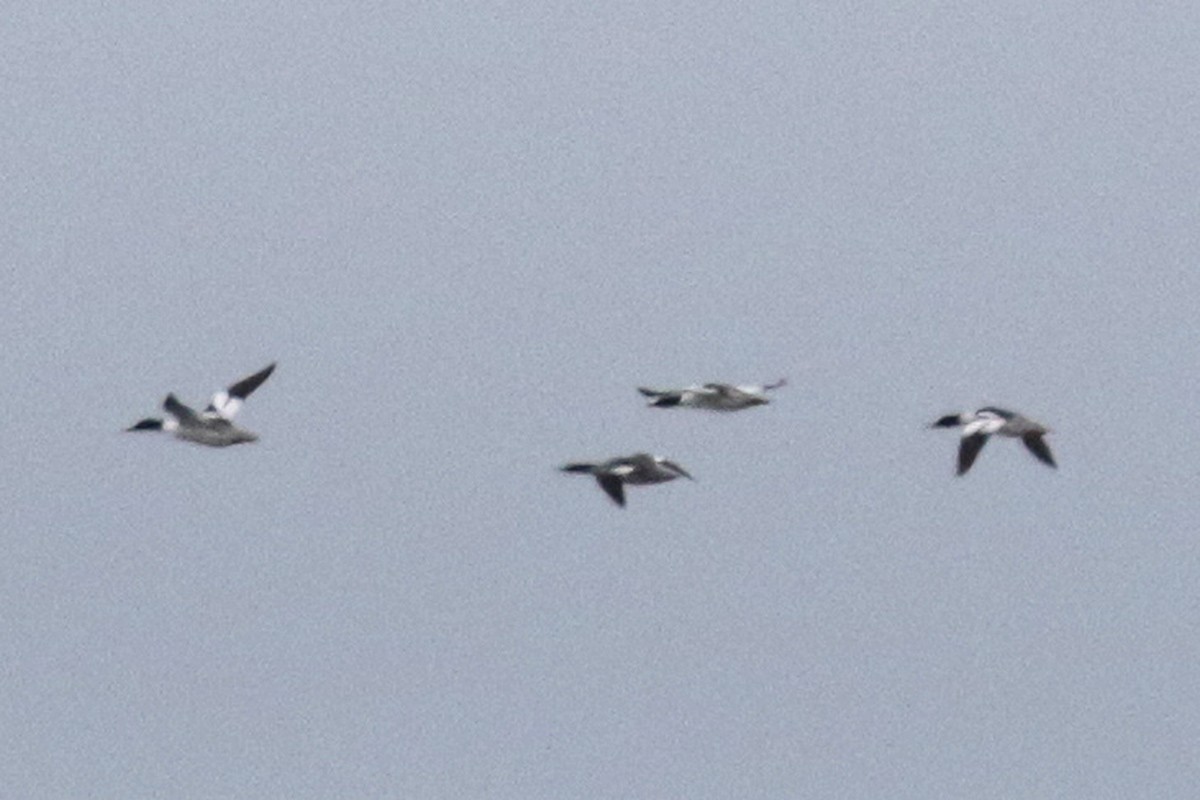 Common Merganser - ML182761831