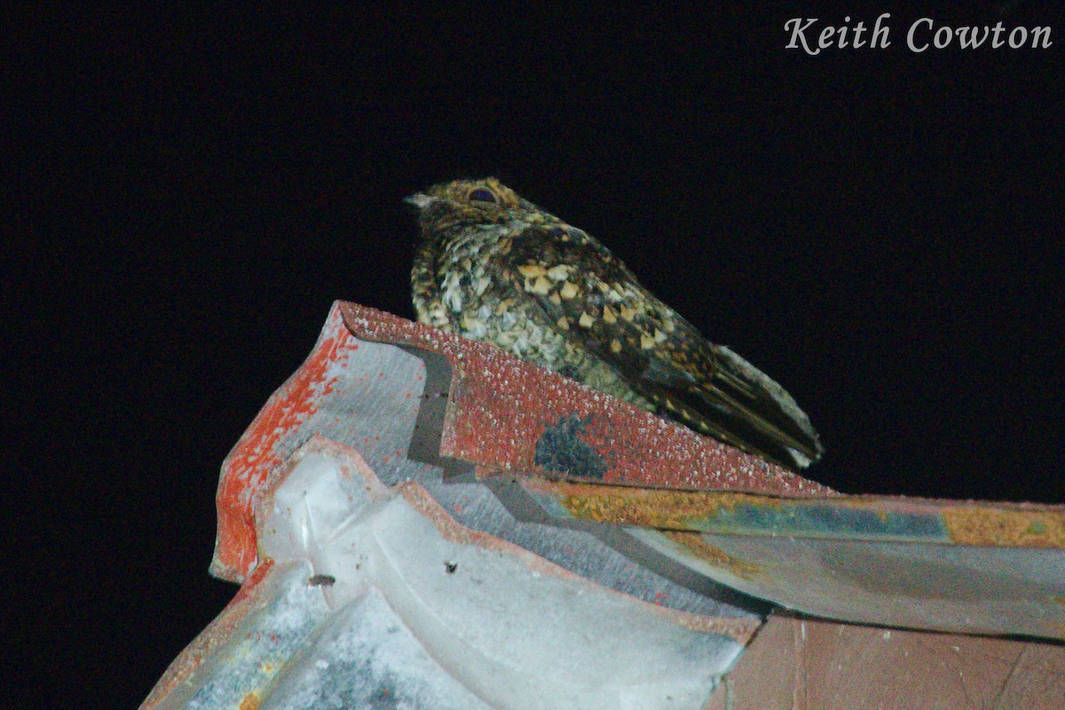 Salvadori's Nightjar - ML182764801