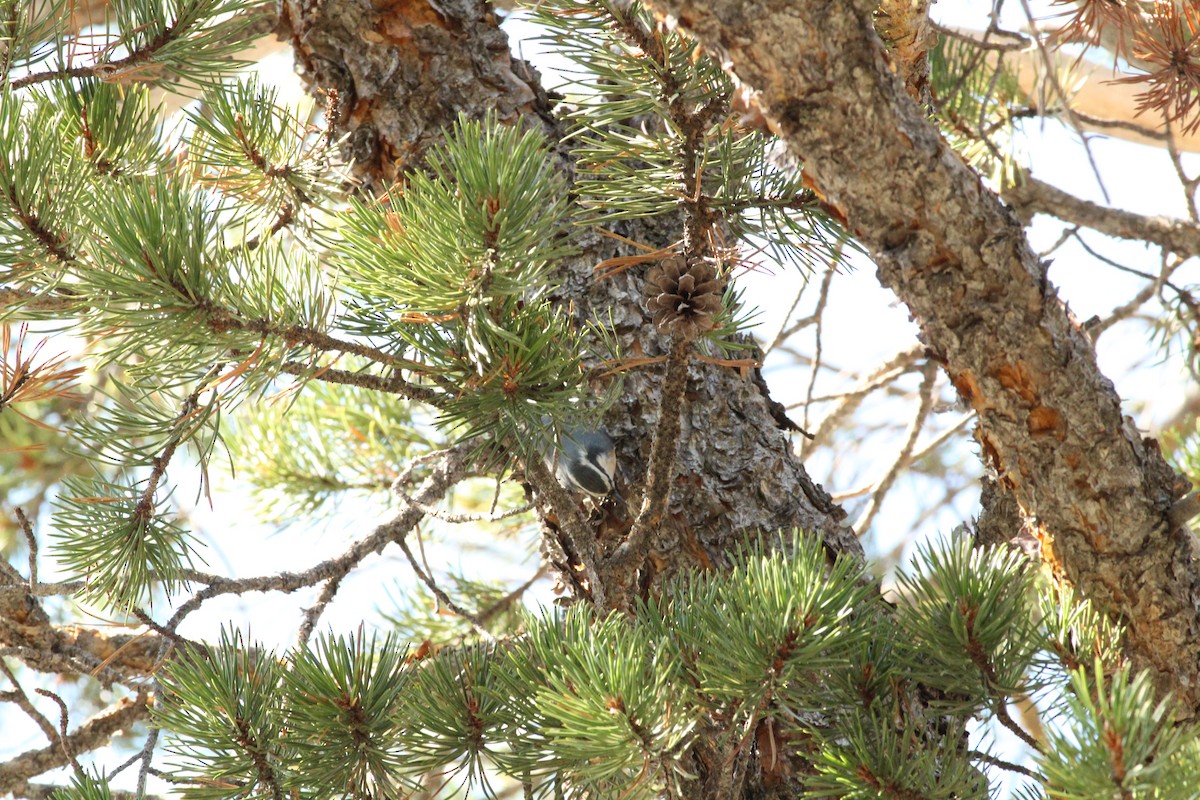 Red-breasted Nuthatch - ML182765301