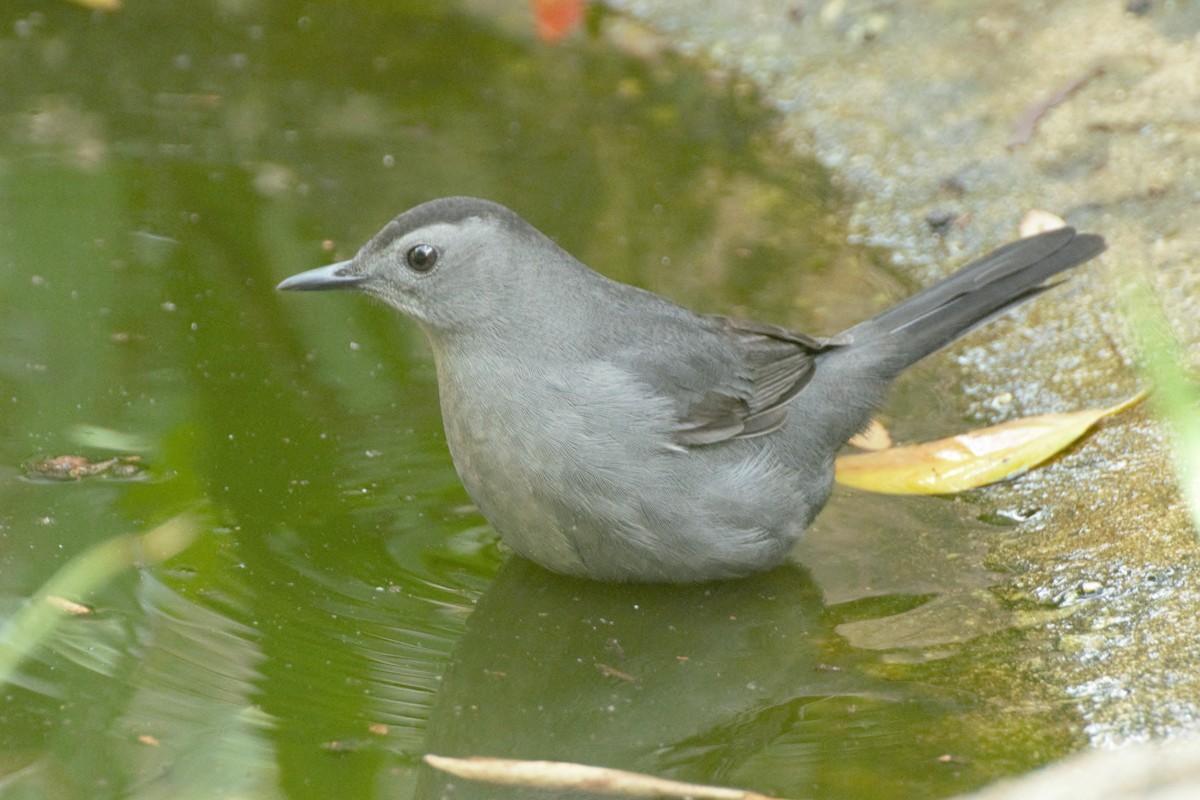 Gray Catbird - ML182767321