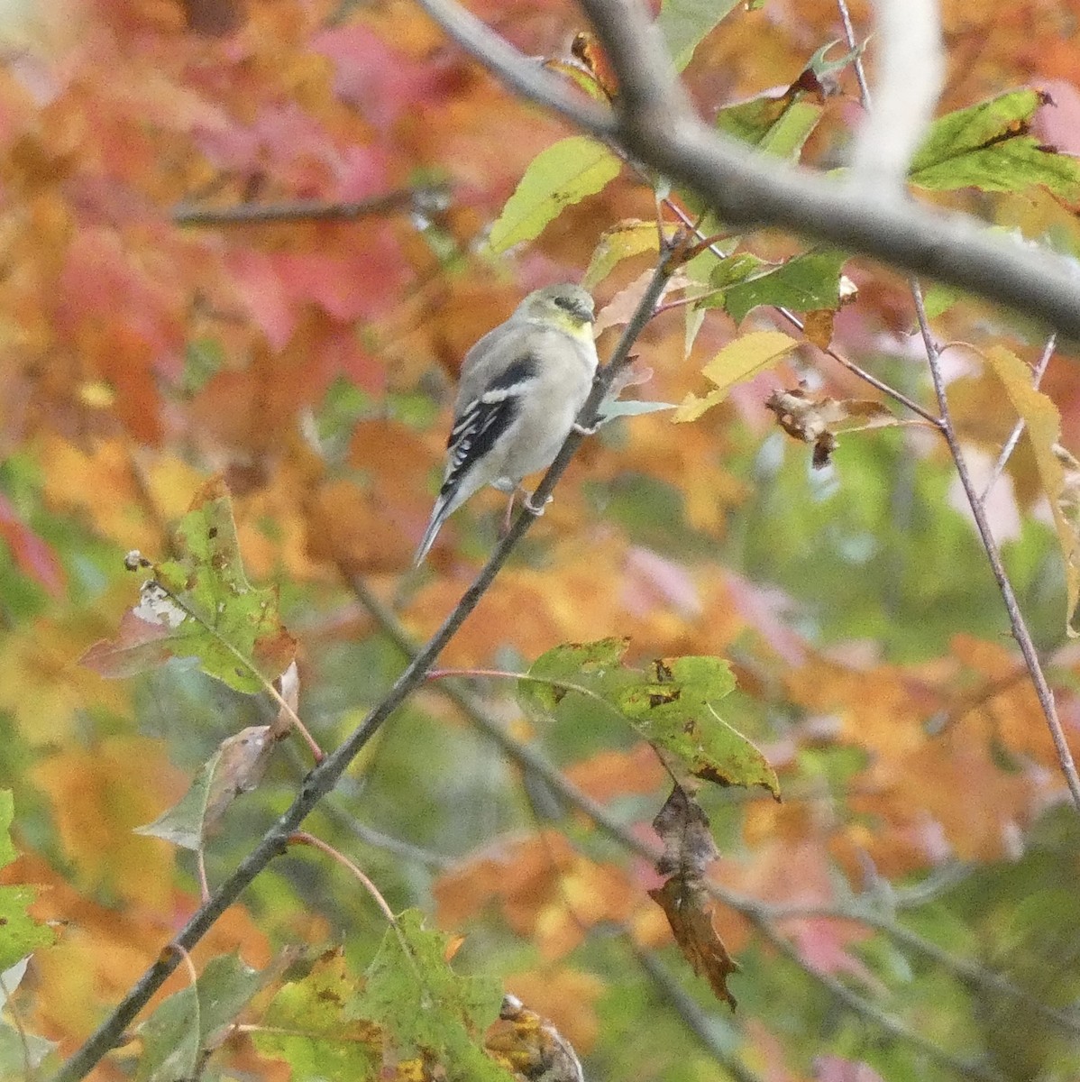 American Goldfinch - kim nordquest