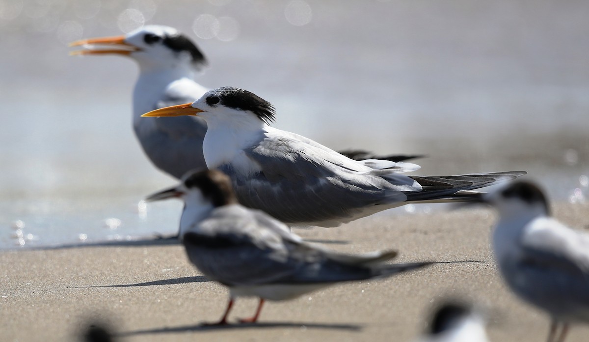 Lesser Crested Tern - ML182769981