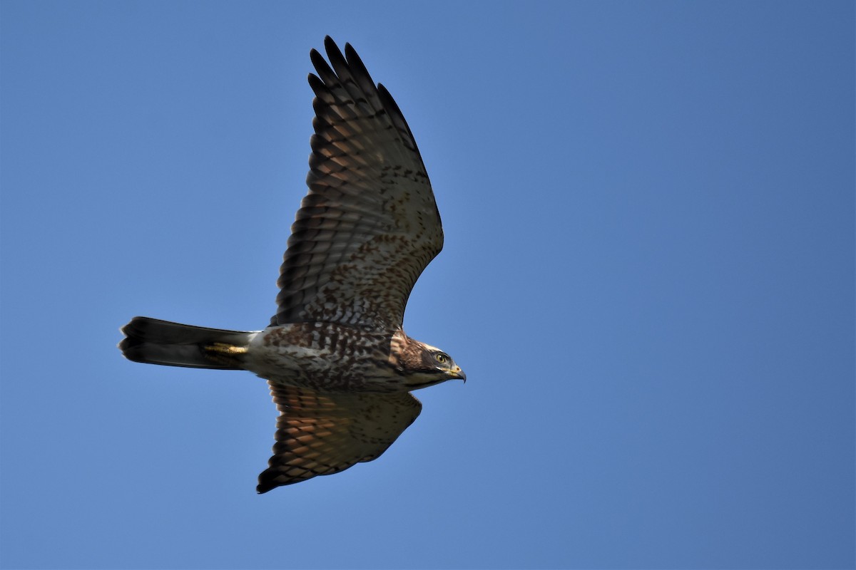 Gray-faced Buzzard - Kun-Hui  Lin