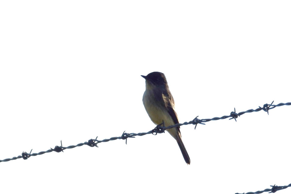 Eastern Phoebe - ML182771471