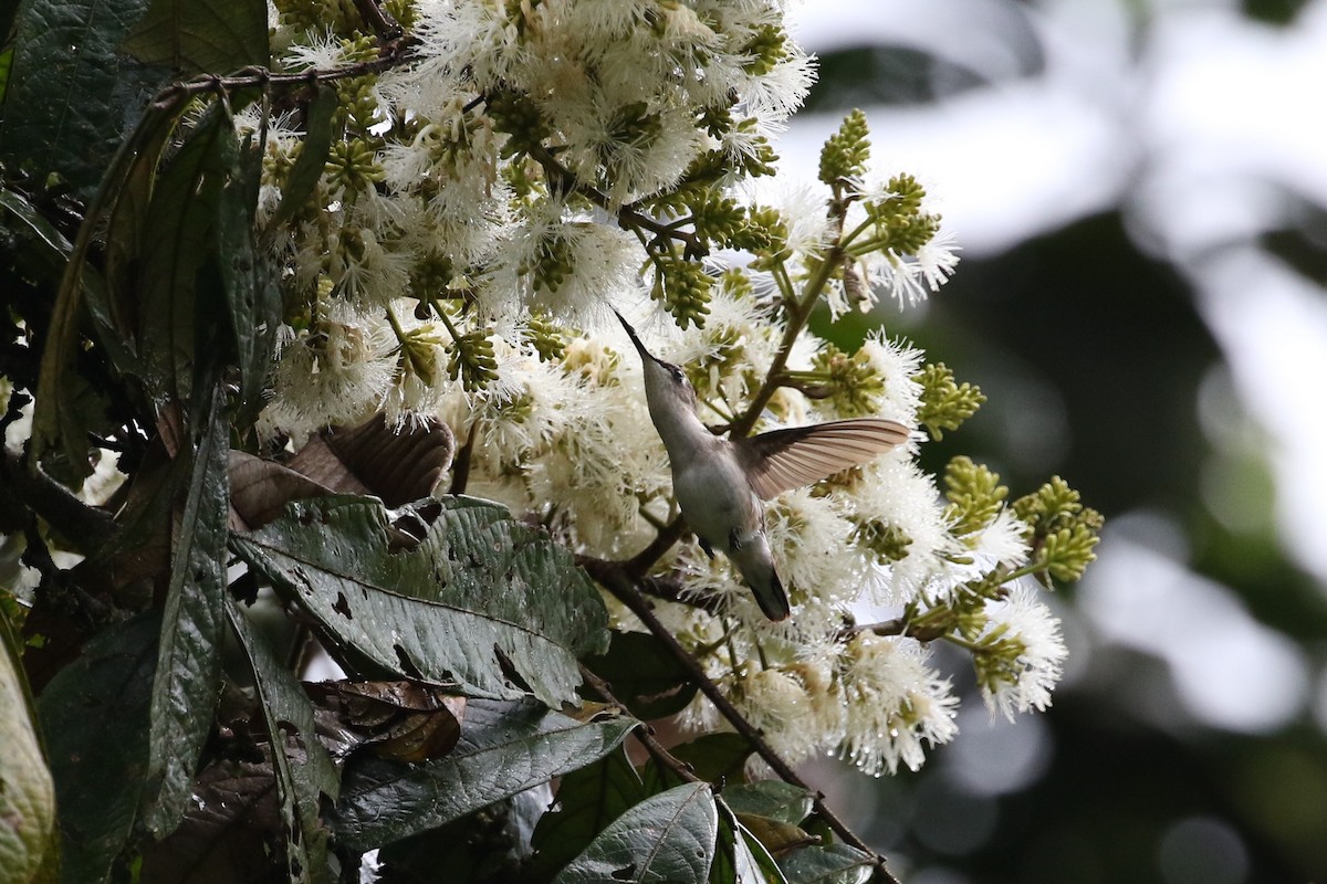 kolibřík kostarický - ML182773581