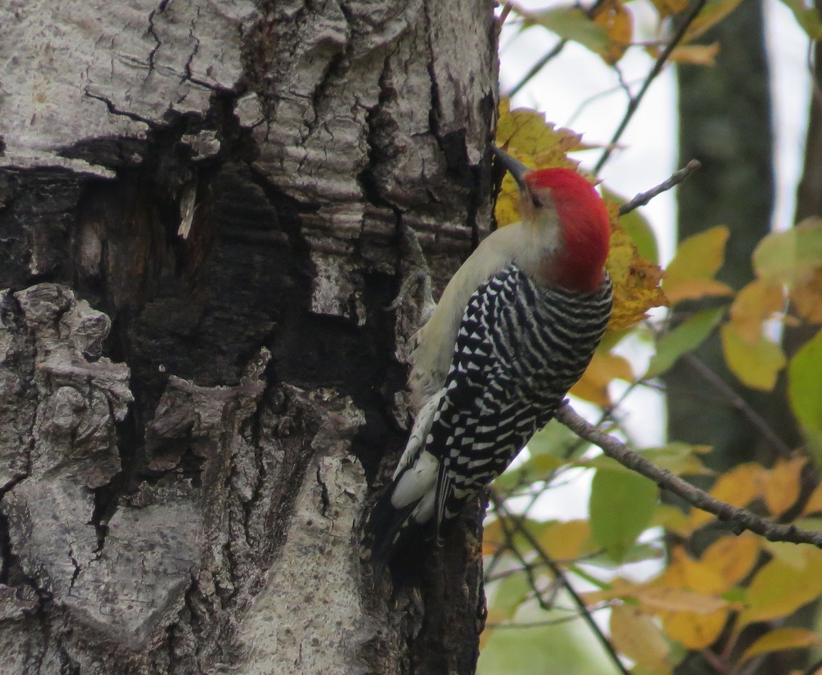 Red-bellied Woodpecker - ML182773881