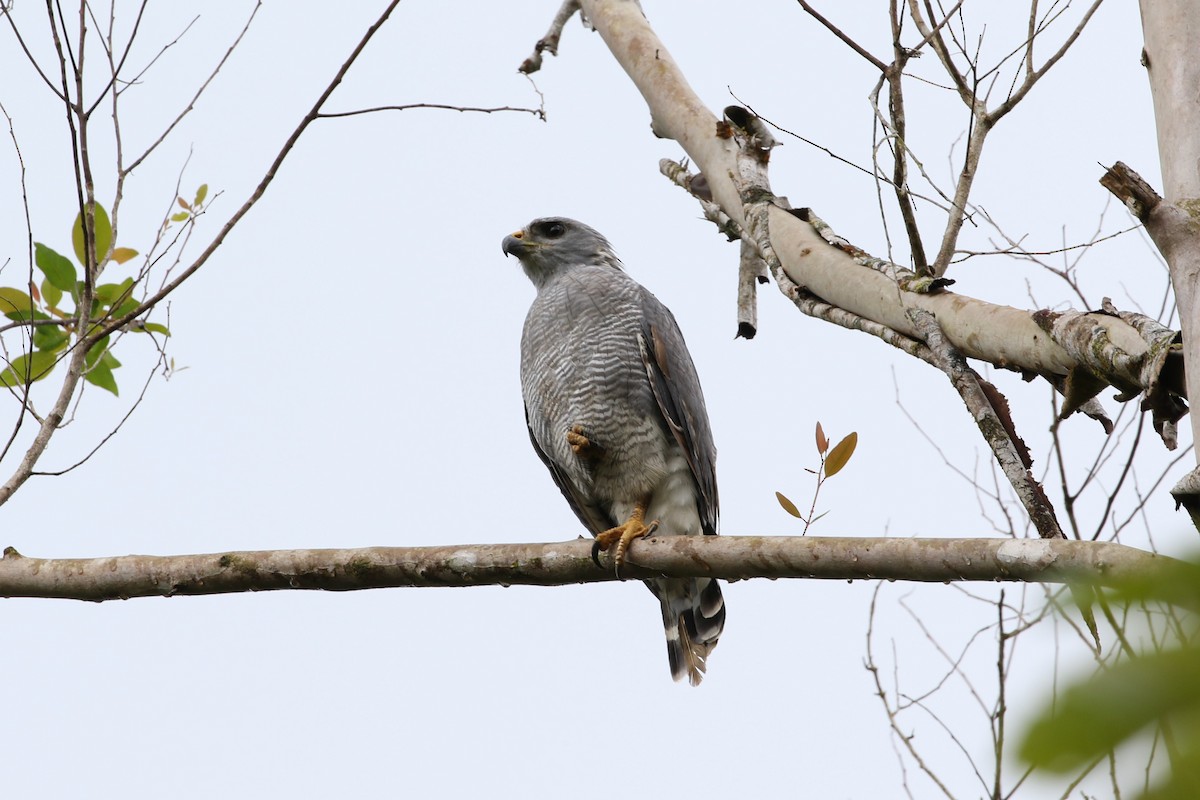 Gray Hawk - ML182774131