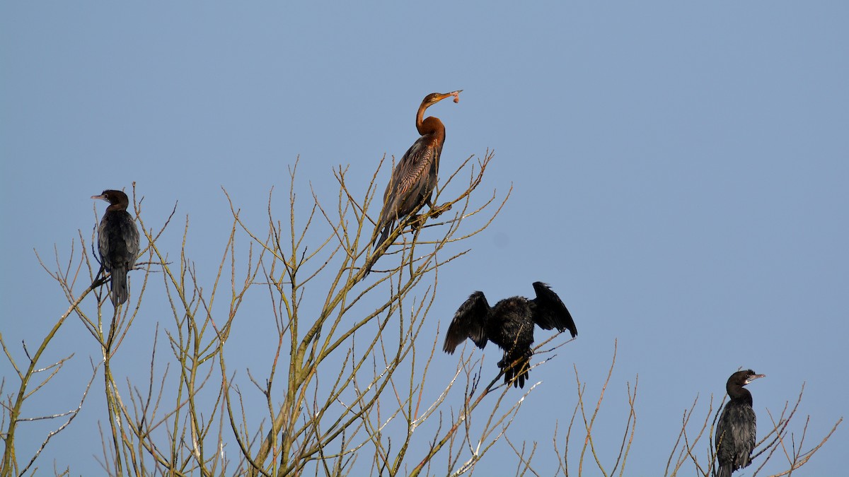 anhinga indomalajská - ML182774701