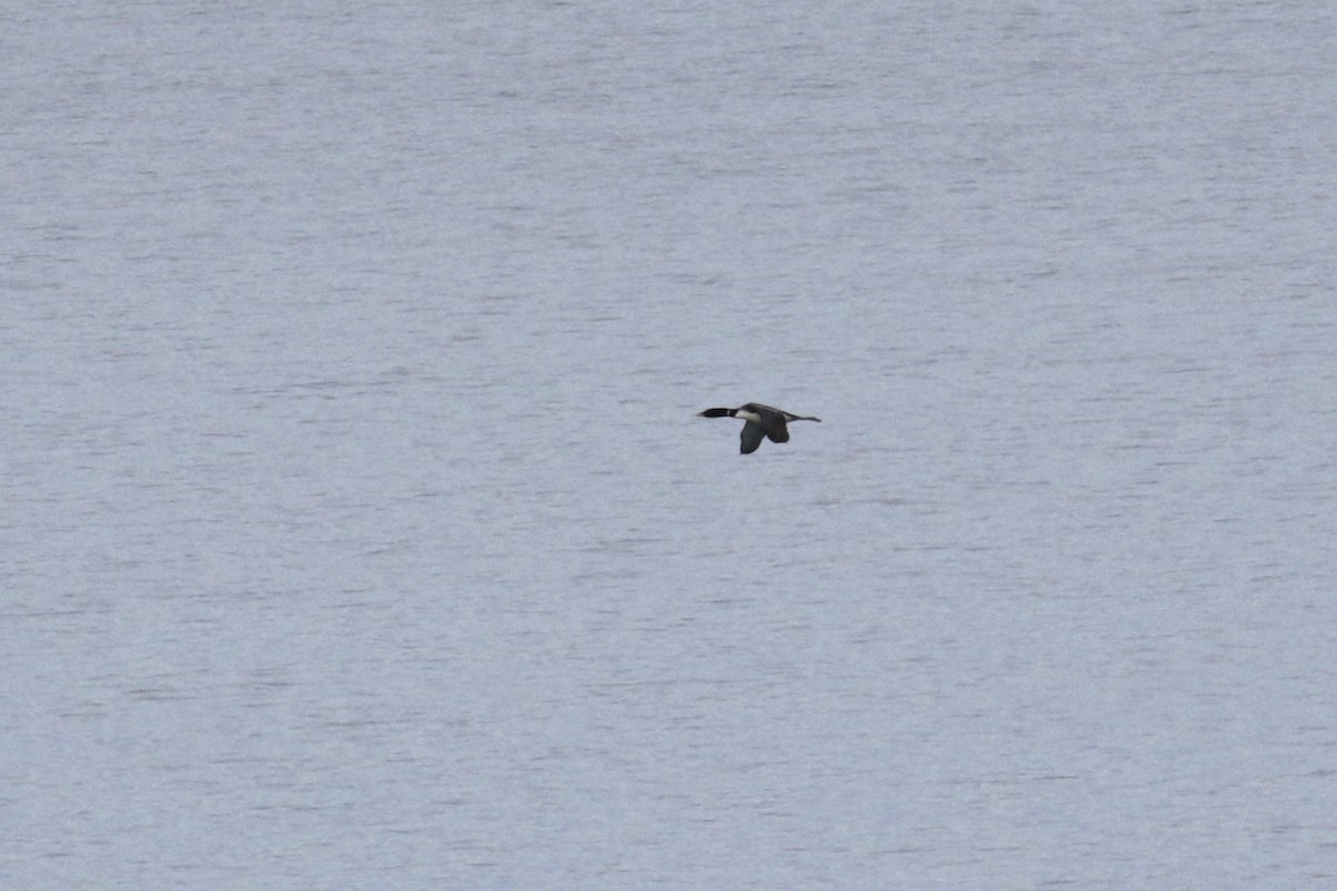 Plongeon à bec blanc - ML182775661