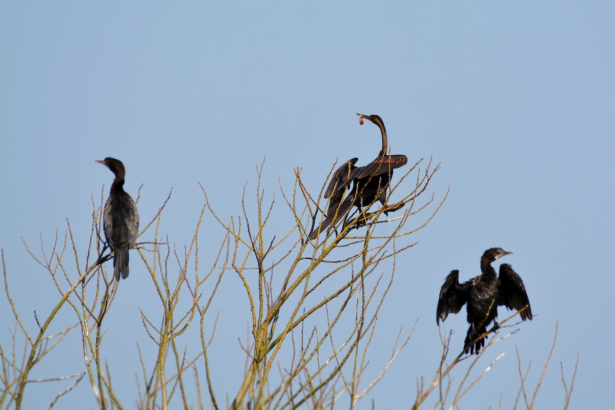 anhinga indomalajská - ML182777041