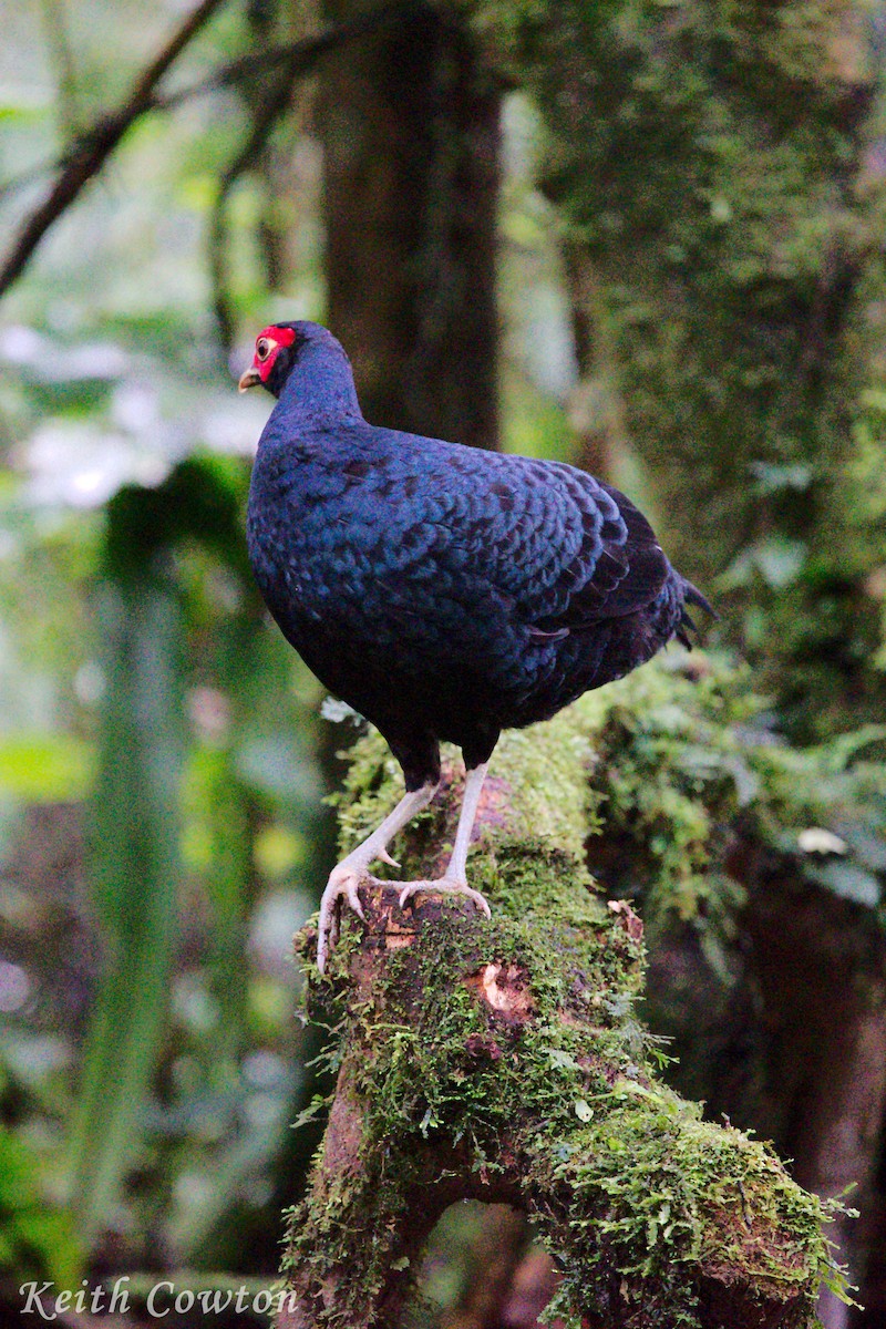 Salvadori's Pheasant - ML182777221