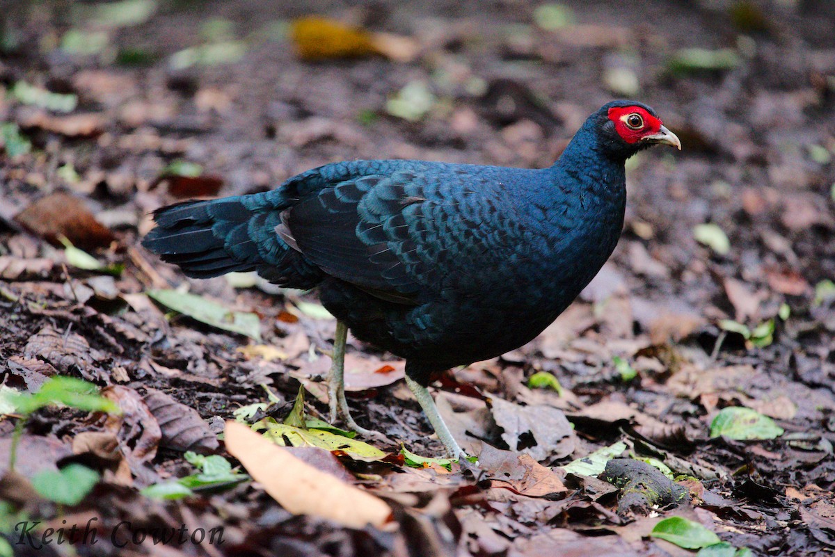 Salvadori's Pheasant - ML182777241