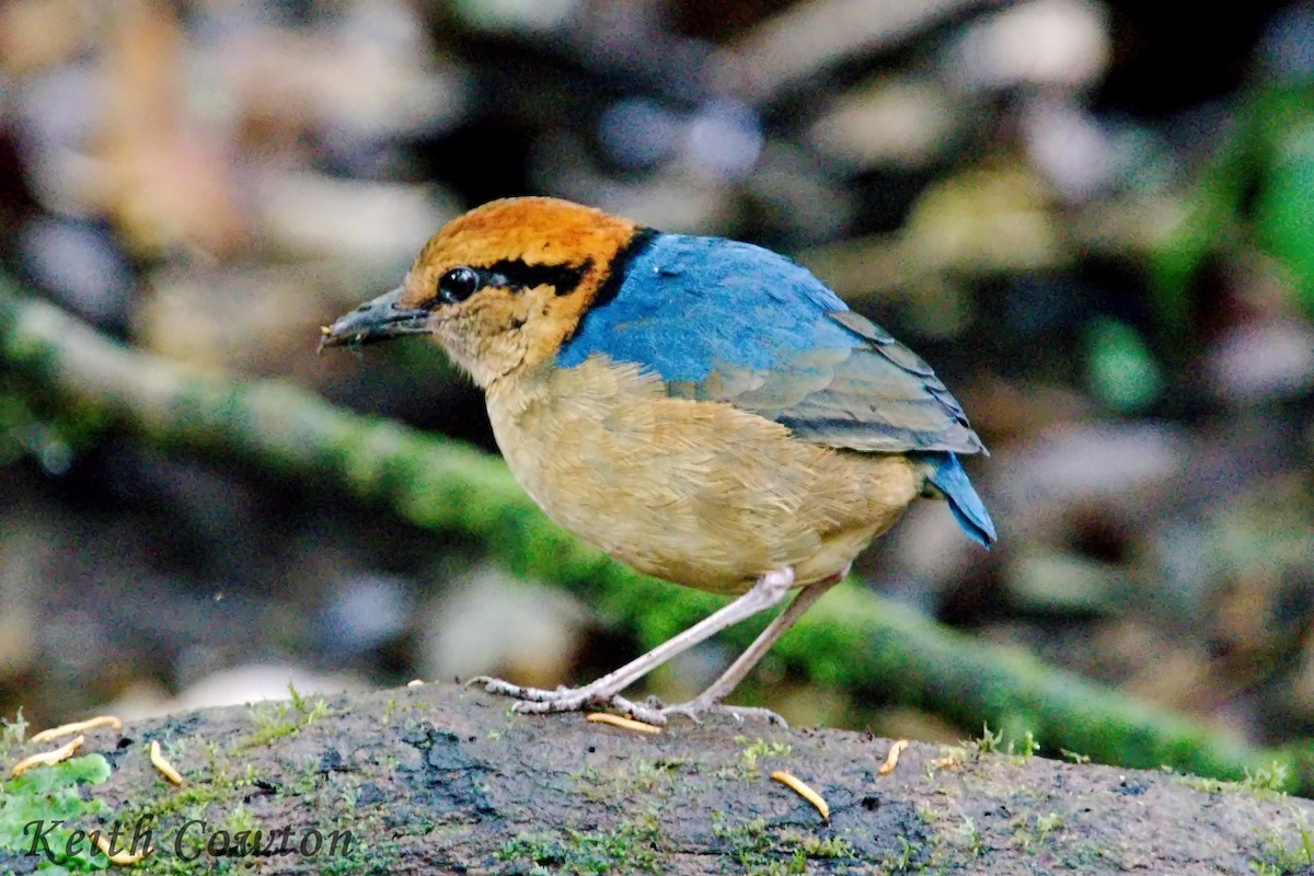 Schneider's Pitta - Keith Cowton