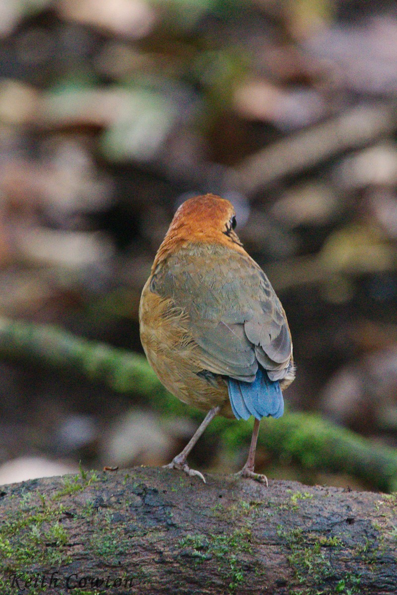 Schneider's Pitta - Keith Cowton