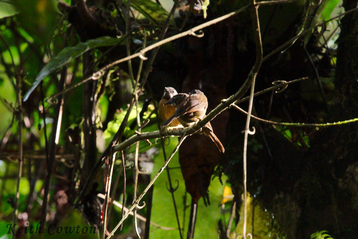 Gray-throated Babbler - ML182777621