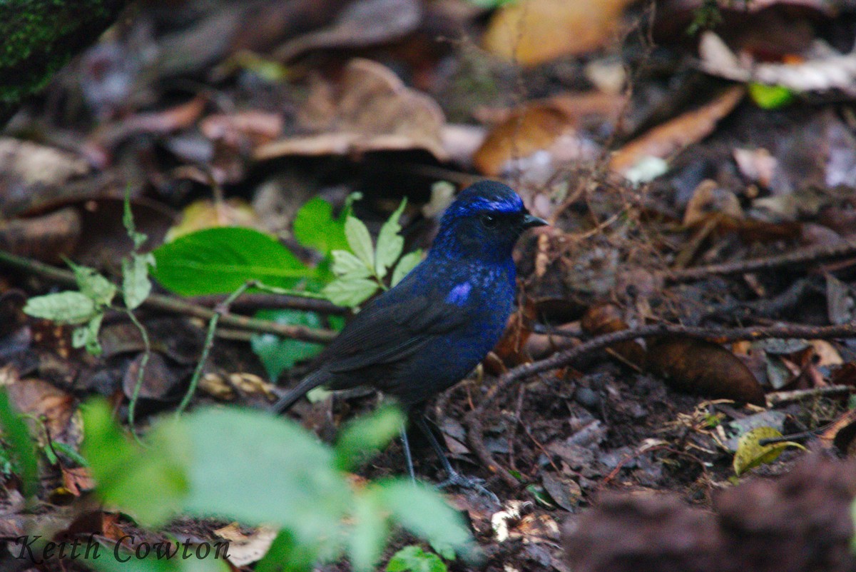 Shiny Whistling-Thrush - ML182777651