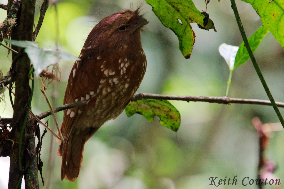 Sumatran Frogmouth - ML182777721