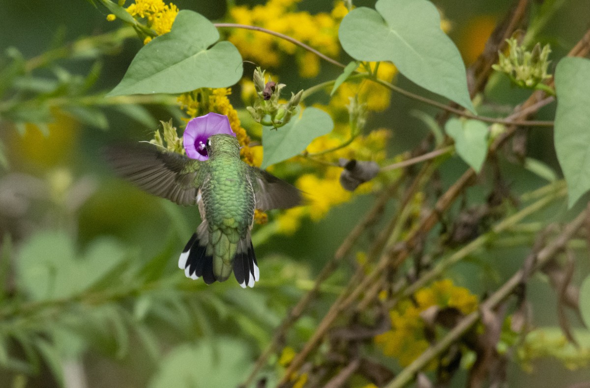 Colibrí Gorjirrubí - ML182778311