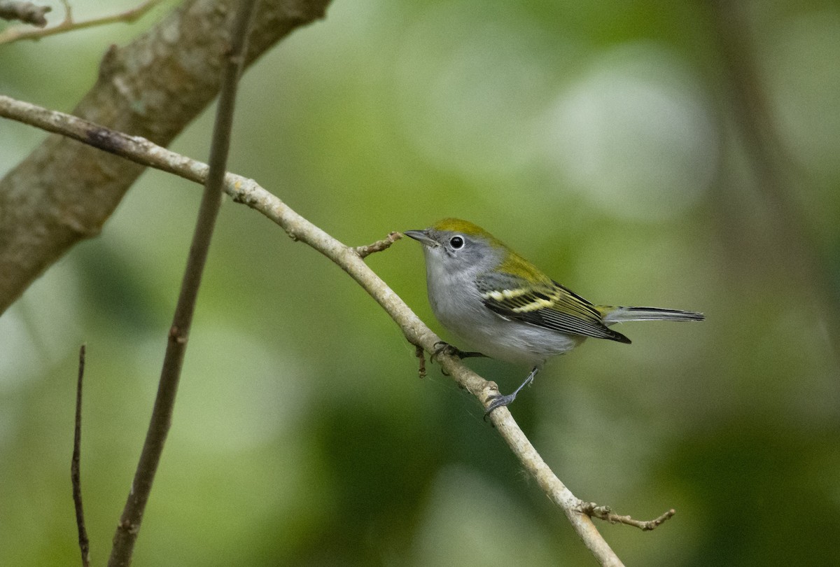 Gelbscheitel-Waldsänger - ML182778331