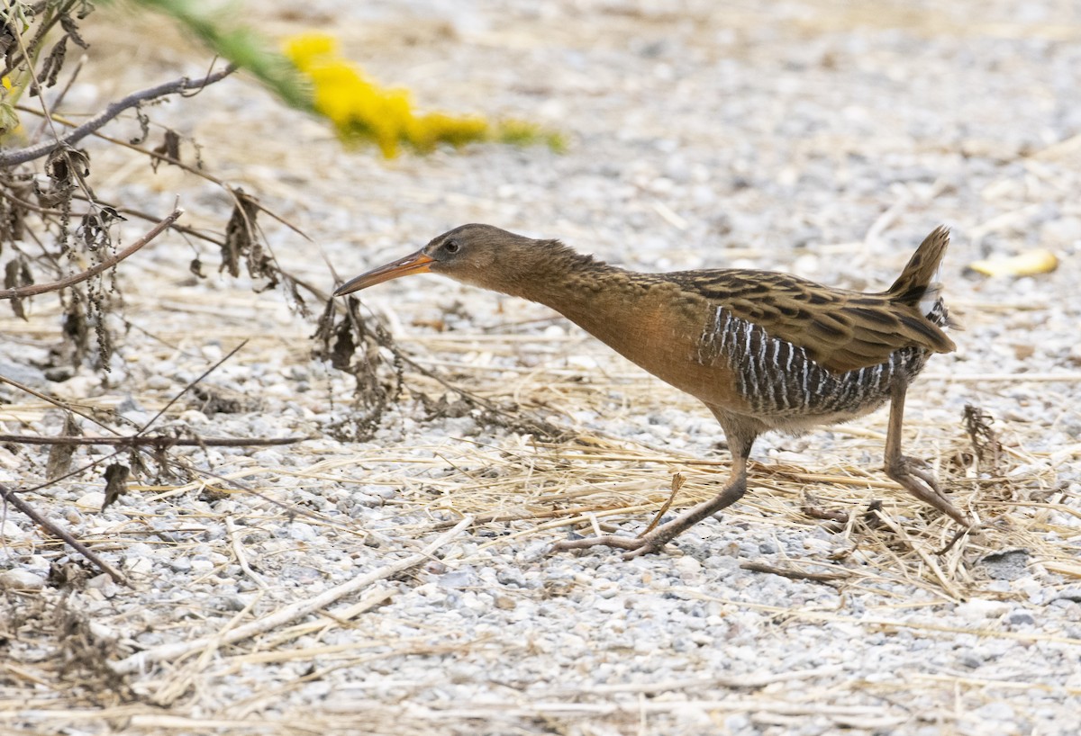 King Rail - Marky Mutchler