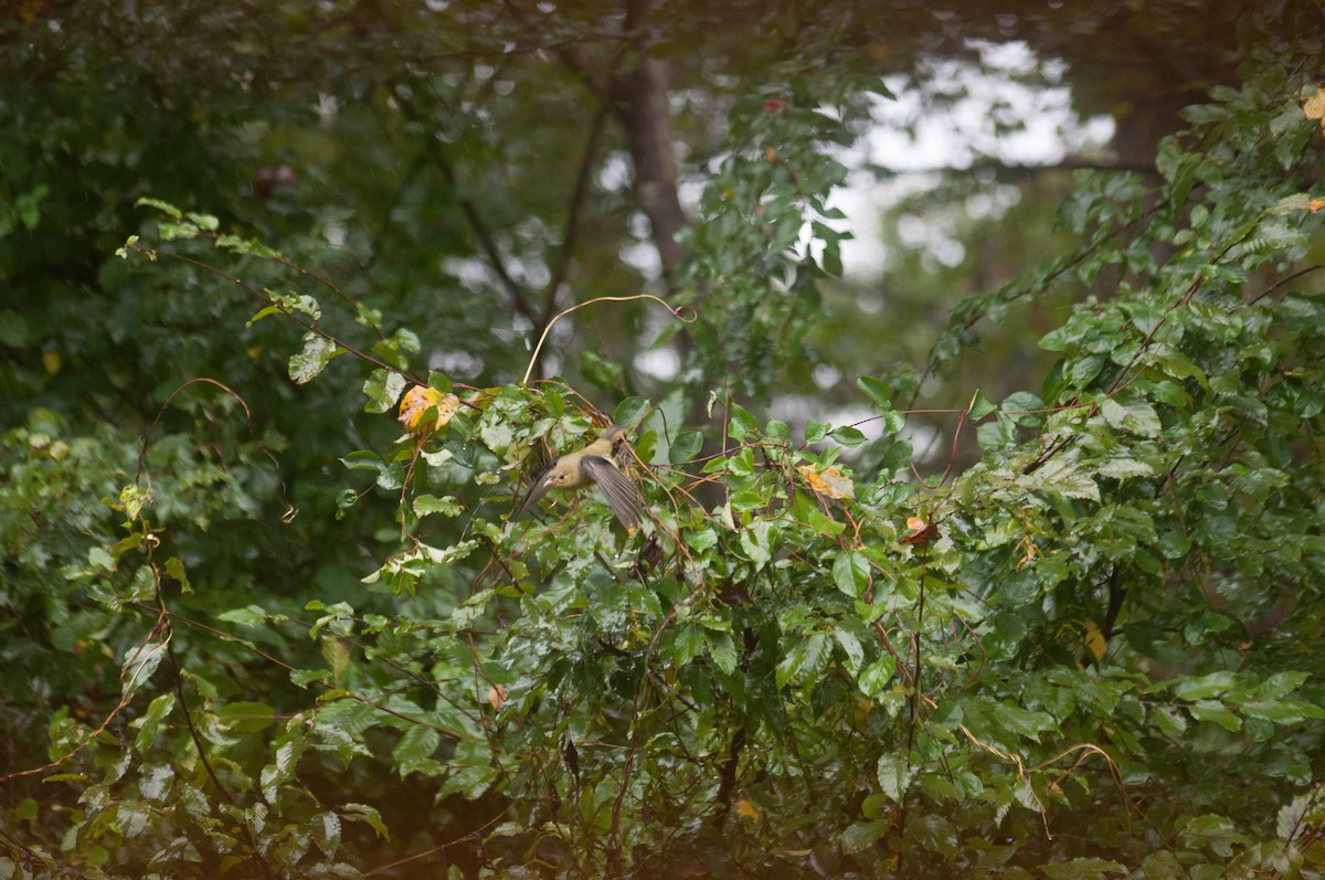 Scarlet Tanager - ML182780651
