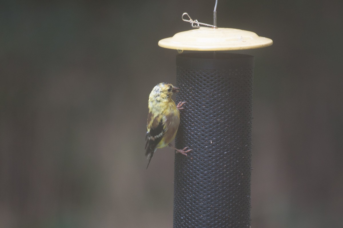 American Goldfinch - ML182780821