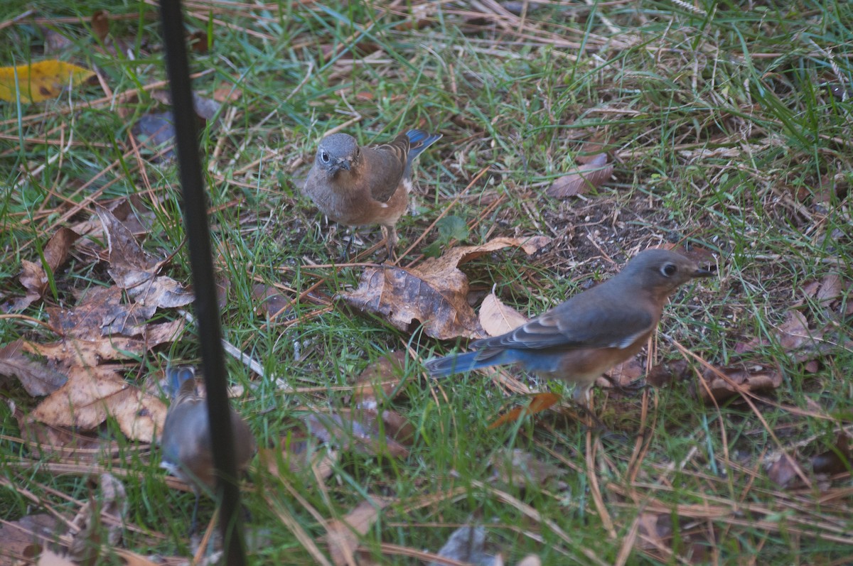 Eastern Bluebird - ML182781011