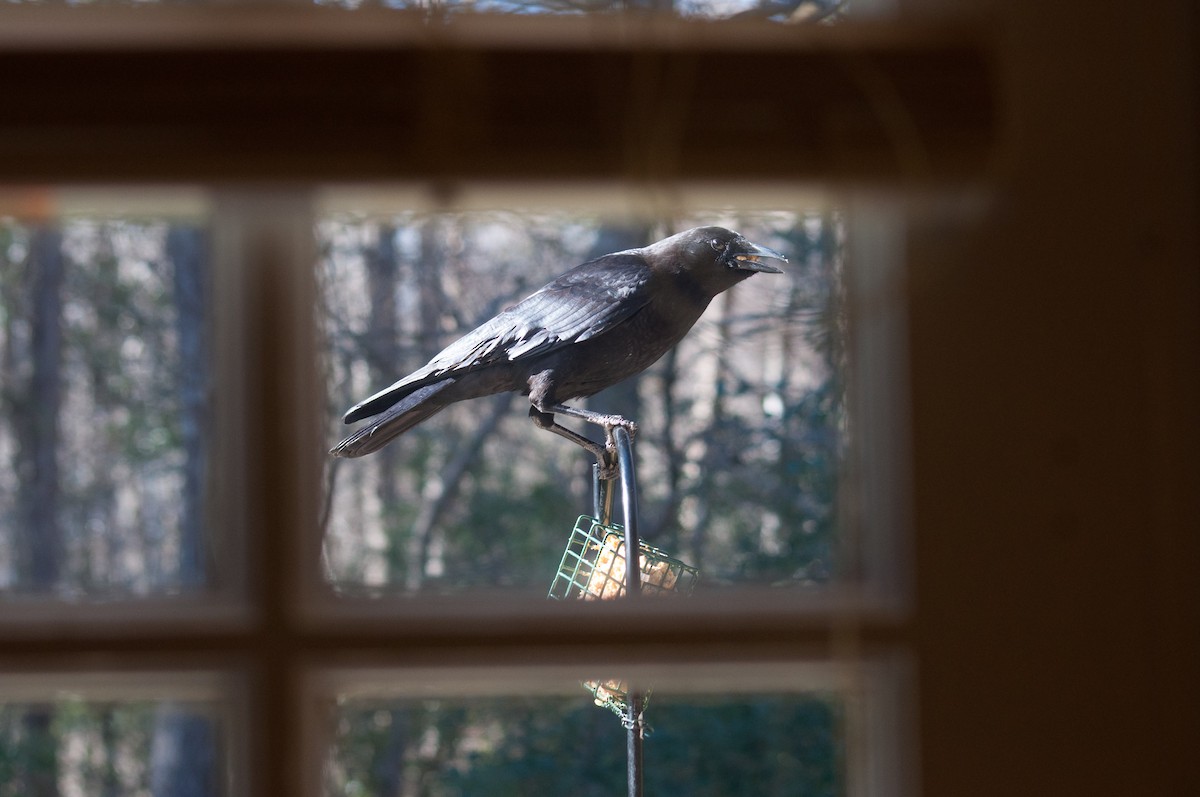 American Crow - ML182781101