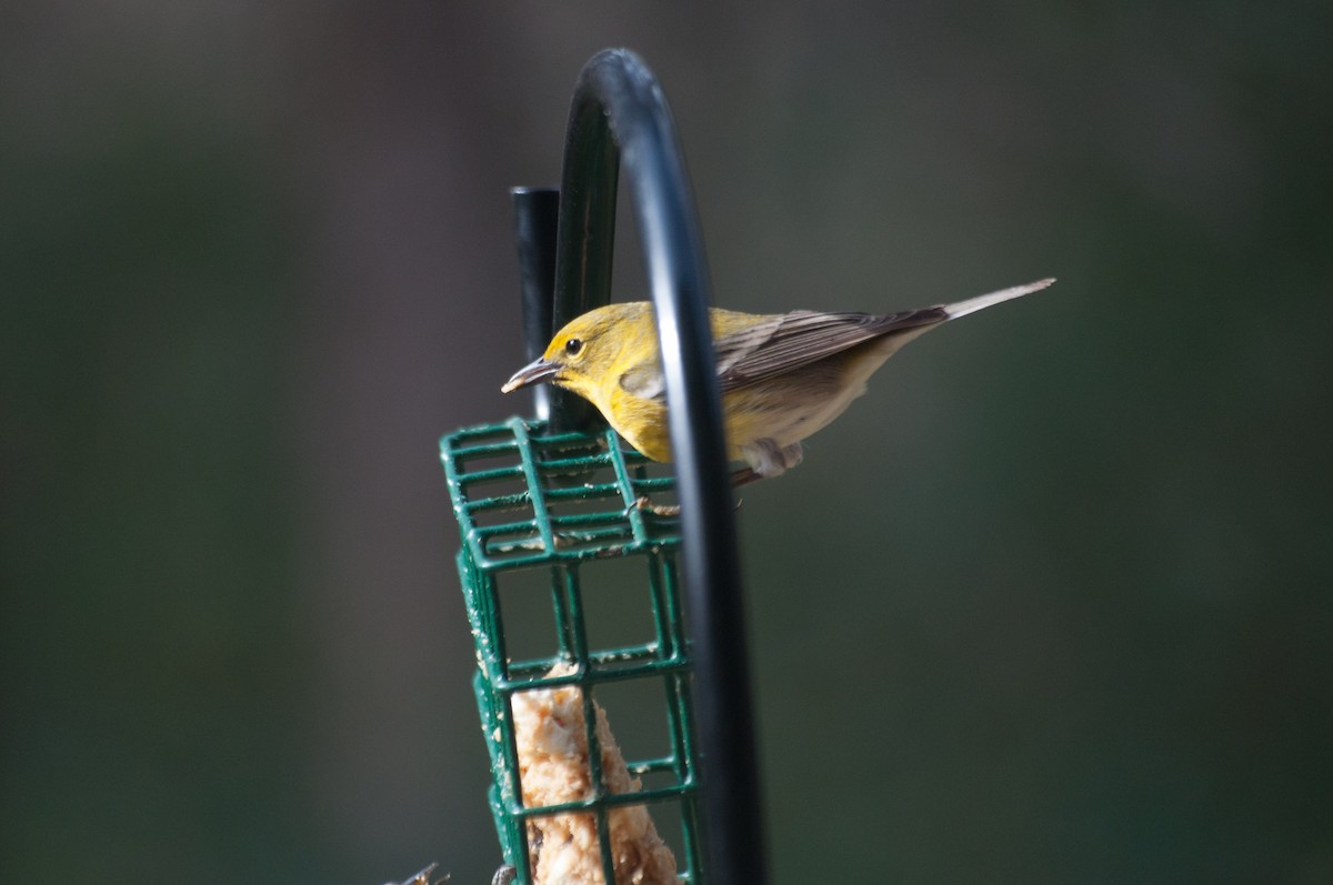 Pine Warbler - ML182781181