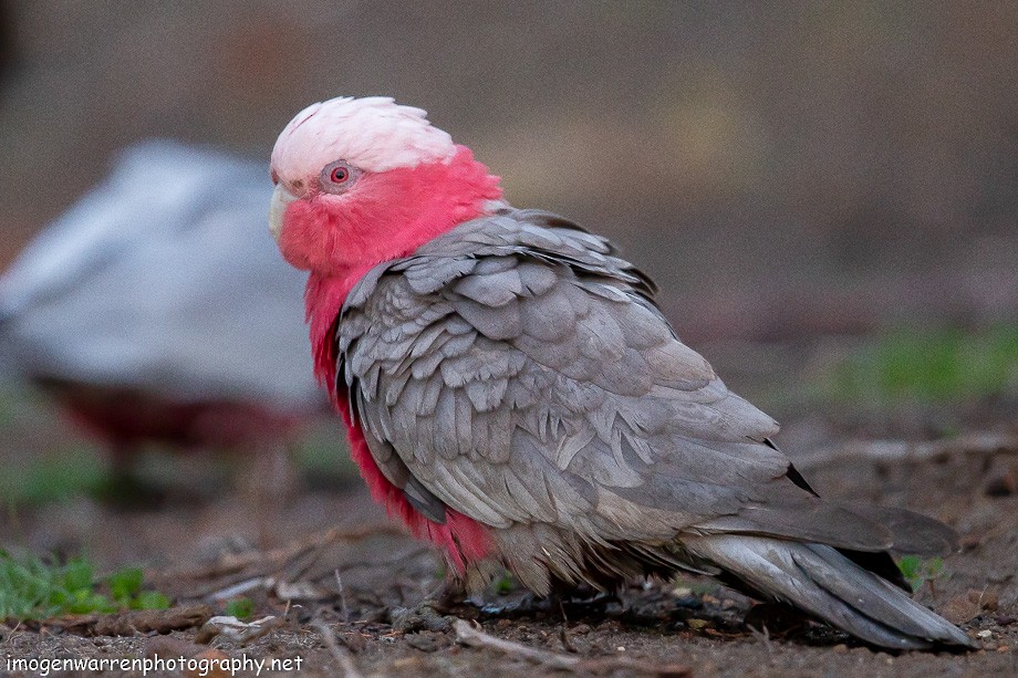 Galah - ML182781491