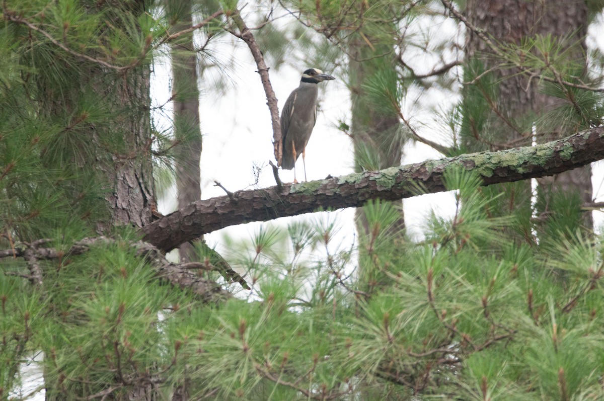 Yellow-crowned Night Heron - ML182781541