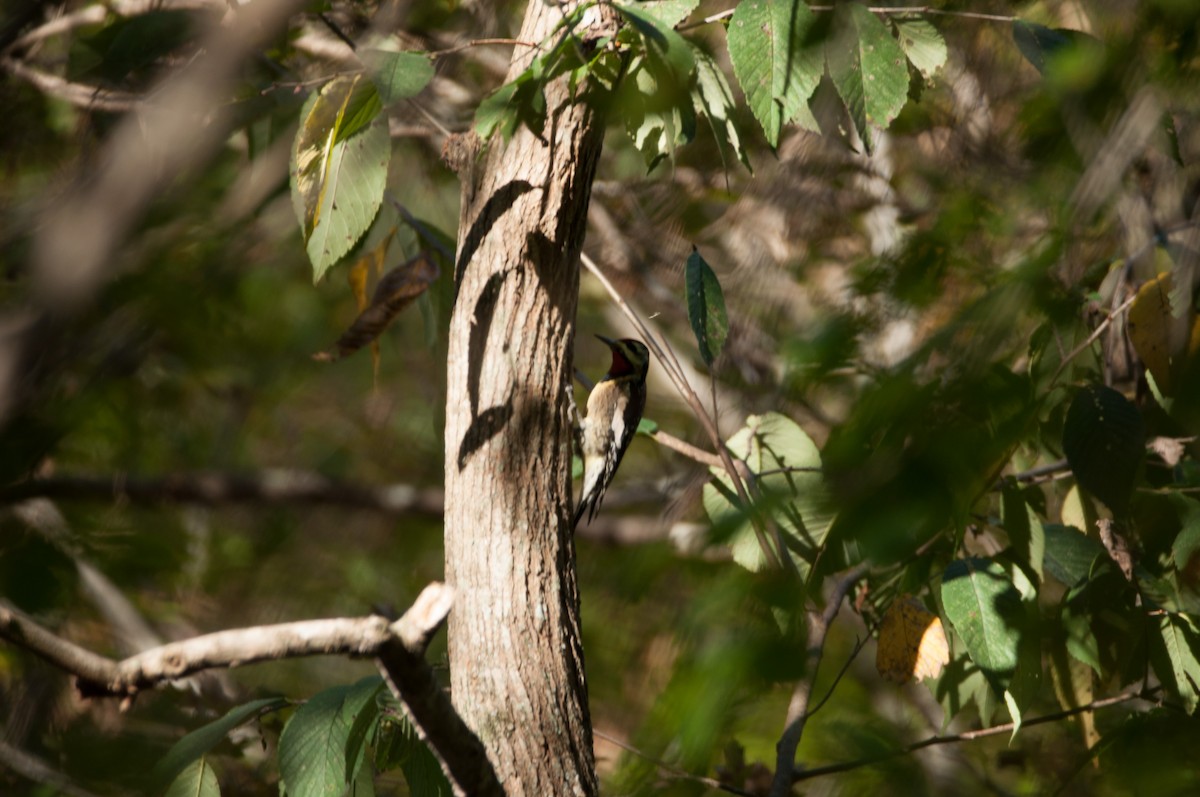 Yellow-bellied Sapsucker - ML182781601